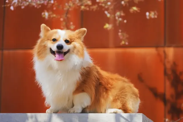 犬の耳がピクピク動く:痒み・神経・発作の違いと受診基準
