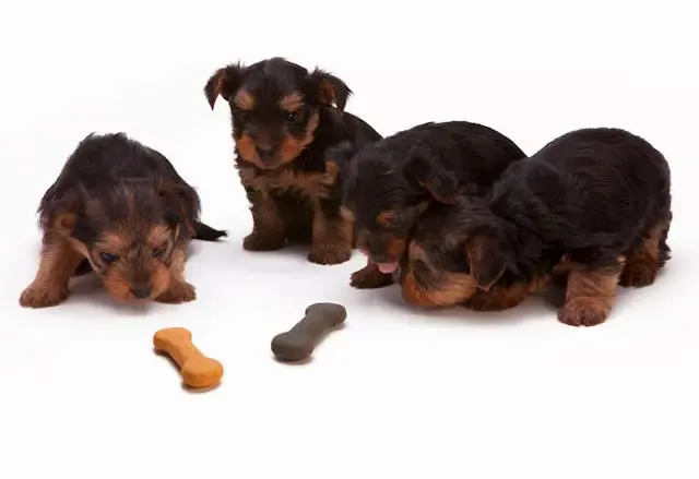 犬が寝ている時に舌を出したままになる原因とは?