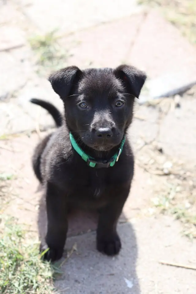 6月に犬の口臭が悪化しやすい理由と日常ケアの見直しポイント
