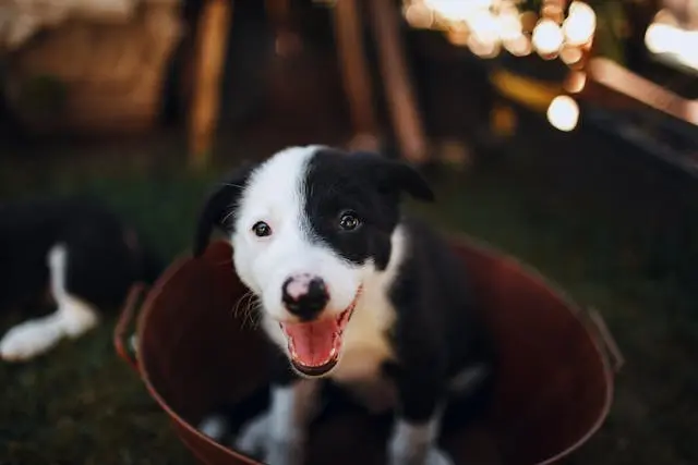 犬が尻尾を追いかけてぐるぐる回る理由とやめさせ方