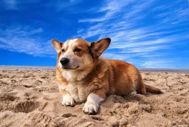 犬の食器をひっくり返す行動の理由と改善策