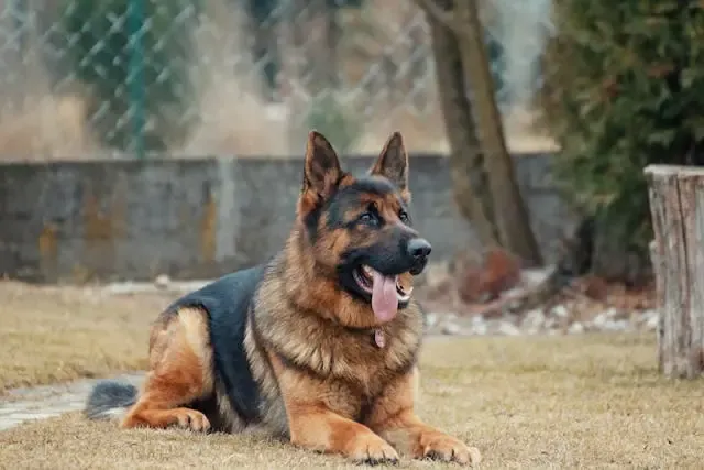 愛犬が無表情になる時のストレス要因