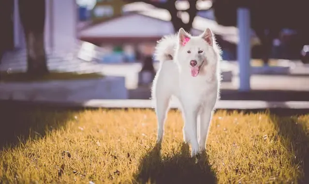 初夏に愛犬の口臭がきつくなる?気温と菌の関係とは