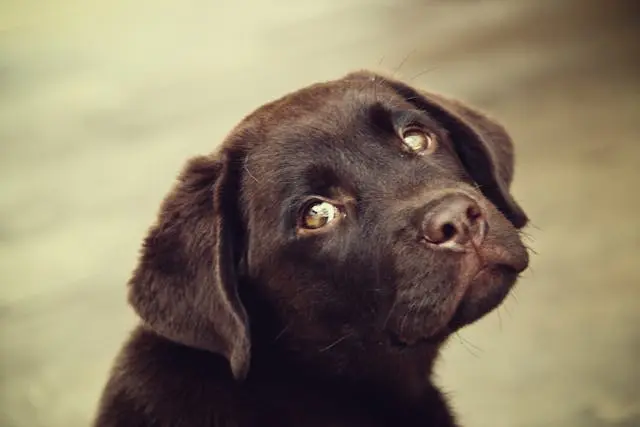 犬が耳の入口を触られるのを極端に嫌がるときに疑う外耳の炎症とは?