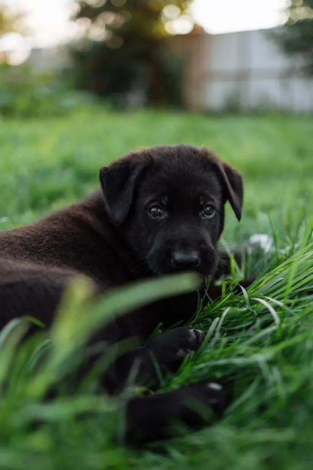 犬が寝ている間に移動するのは安心できていない?