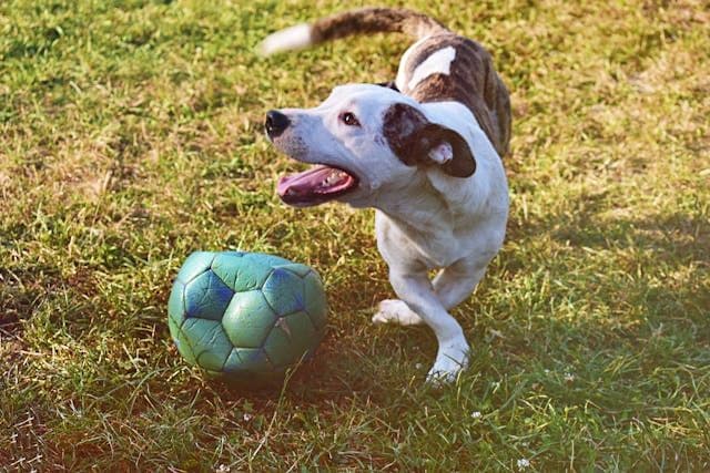 犬の老犬で咳が止まらない:夜間の対処と受診のタイミング