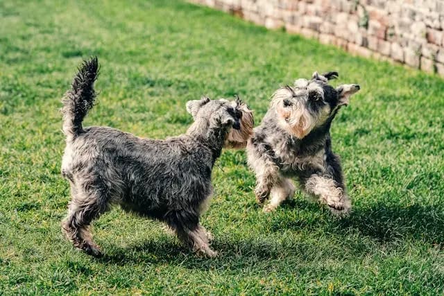 犬がリードを見ただけで後ろに逃げるようになった時の恐怖記憶