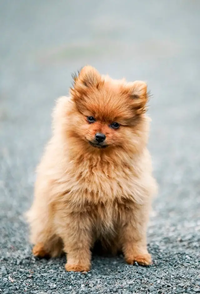犬が食後に一定の時間だけ動かなくなるときの消化負荷の兆候とは