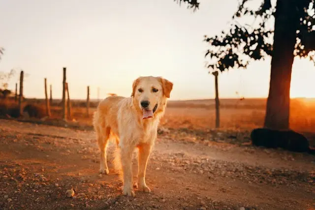 犬が急に廊下を怖がるようになった場合の対応方法