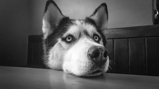 犬が他の犬には近づくのに人間を避けるようになったときの心理要因