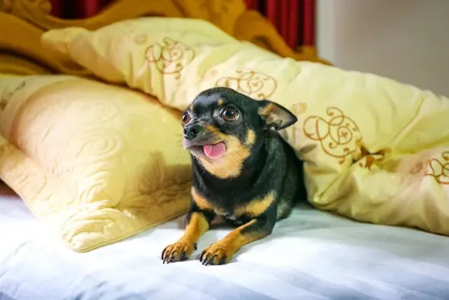 愛犬が飼い主の手に対してだけ唸るようになったら?