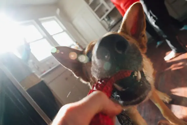 犬が水を飲んですぐ吐く:逆流・食道拡張の見極めと対策