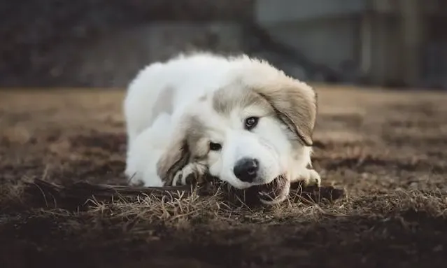 犬が散歩で匂い嗅ぎをやめないのは問題?