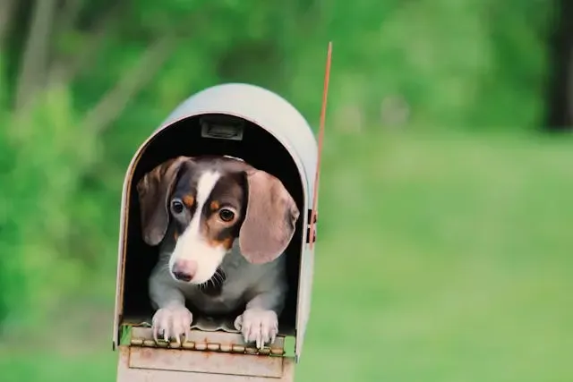 愛犬が急に家具の下を気にするようになった時