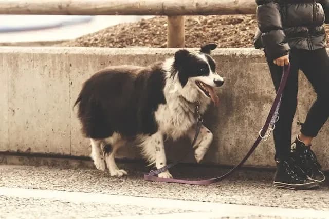 犬が家の角ばかりをぐるぐる回る行動の背景を探る