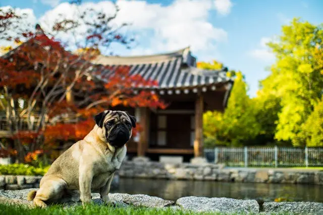 犬が散歩中に急に方向転換して逃げようとするときの制御練習