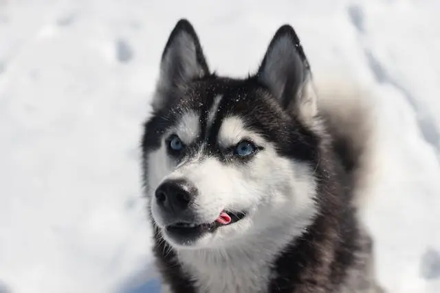 犬が食事の直前にだけコマンドを無視するようになったら
