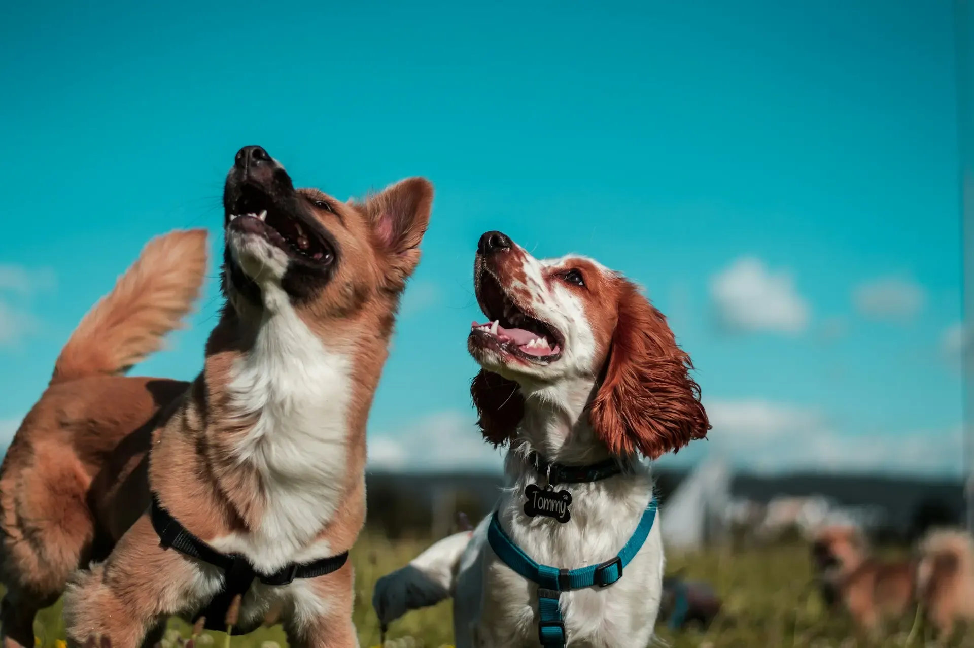 犬の耳を触ると嫌がる:外耳炎・中耳炎・痛みの見極め方