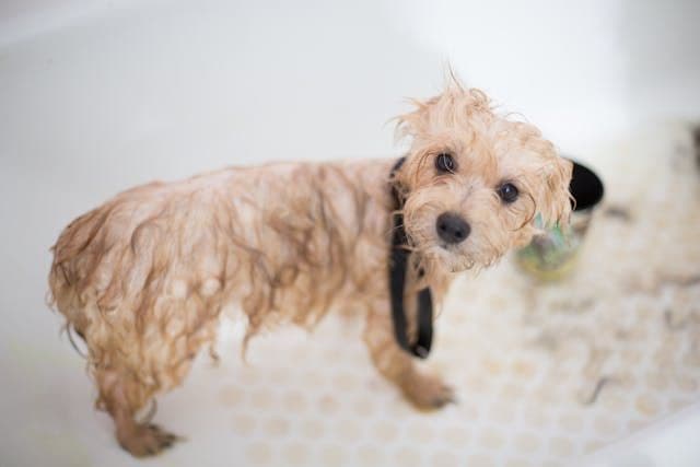犬が水を飲むときに顔をそむける仕草を見せるようになったら