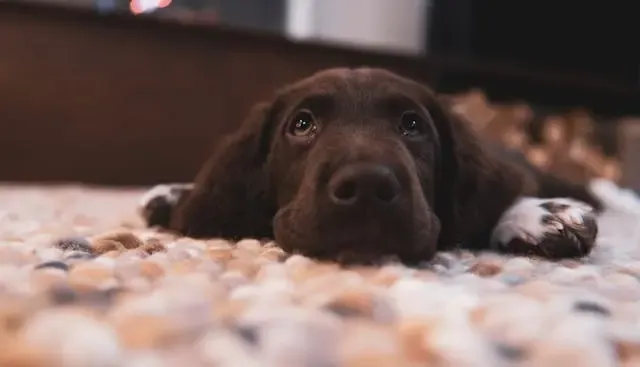 犬の背骨ラインが歪んで見える時に考えるべき疾患