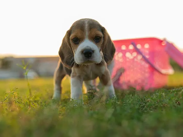 犬が後ろ向きに歩こうとする動作を繰り返すようになったら?