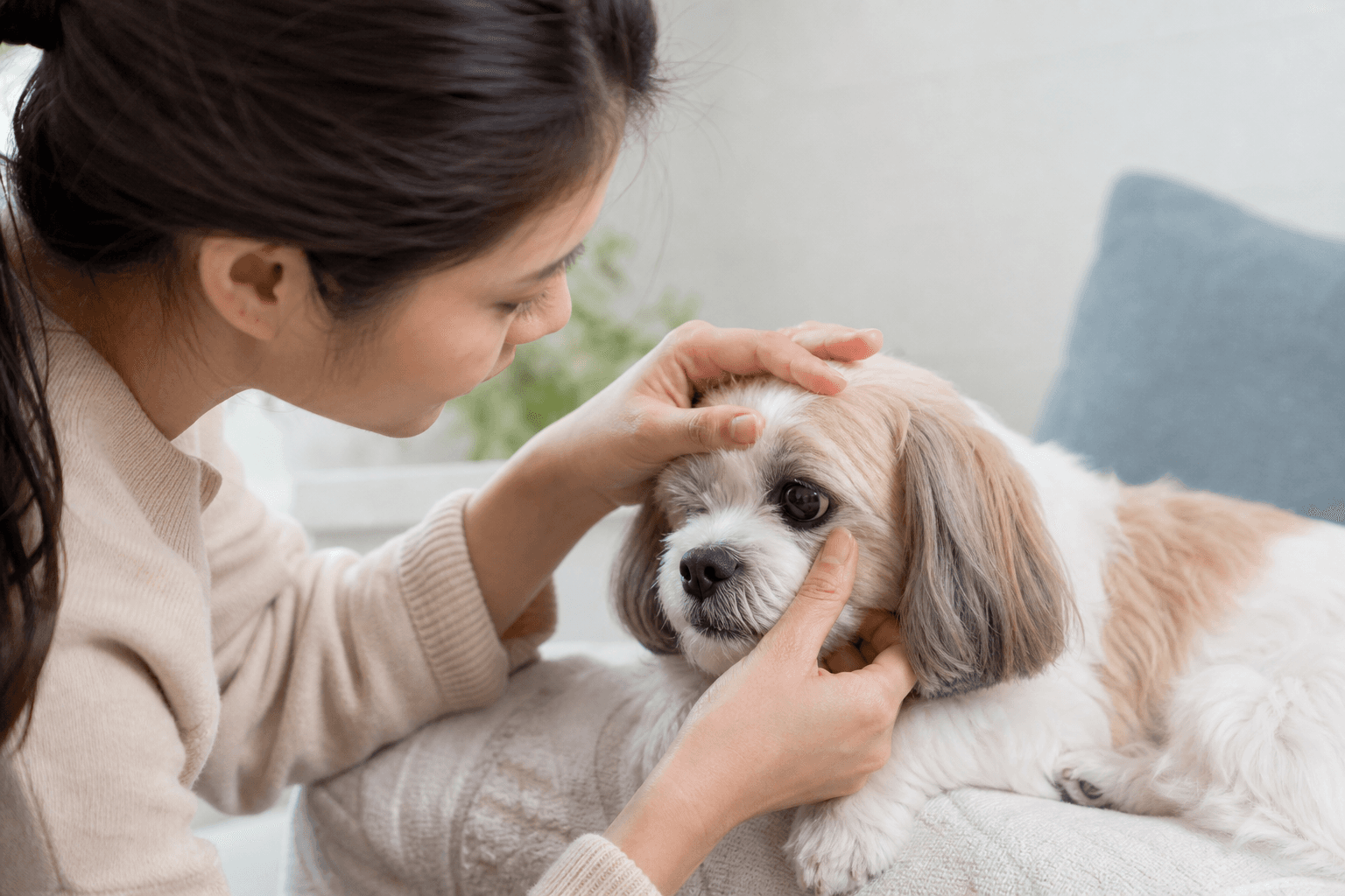 犬が目を開けない・目を細めてつぶるときの観察ポイント