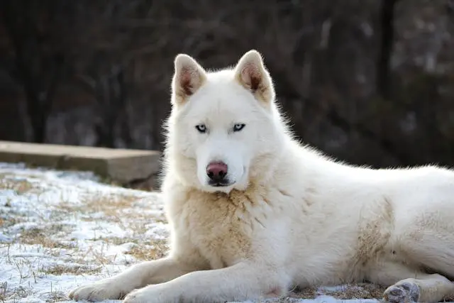 老犬が視線を合わせなくなったときの認知判断と感情変化のサイン