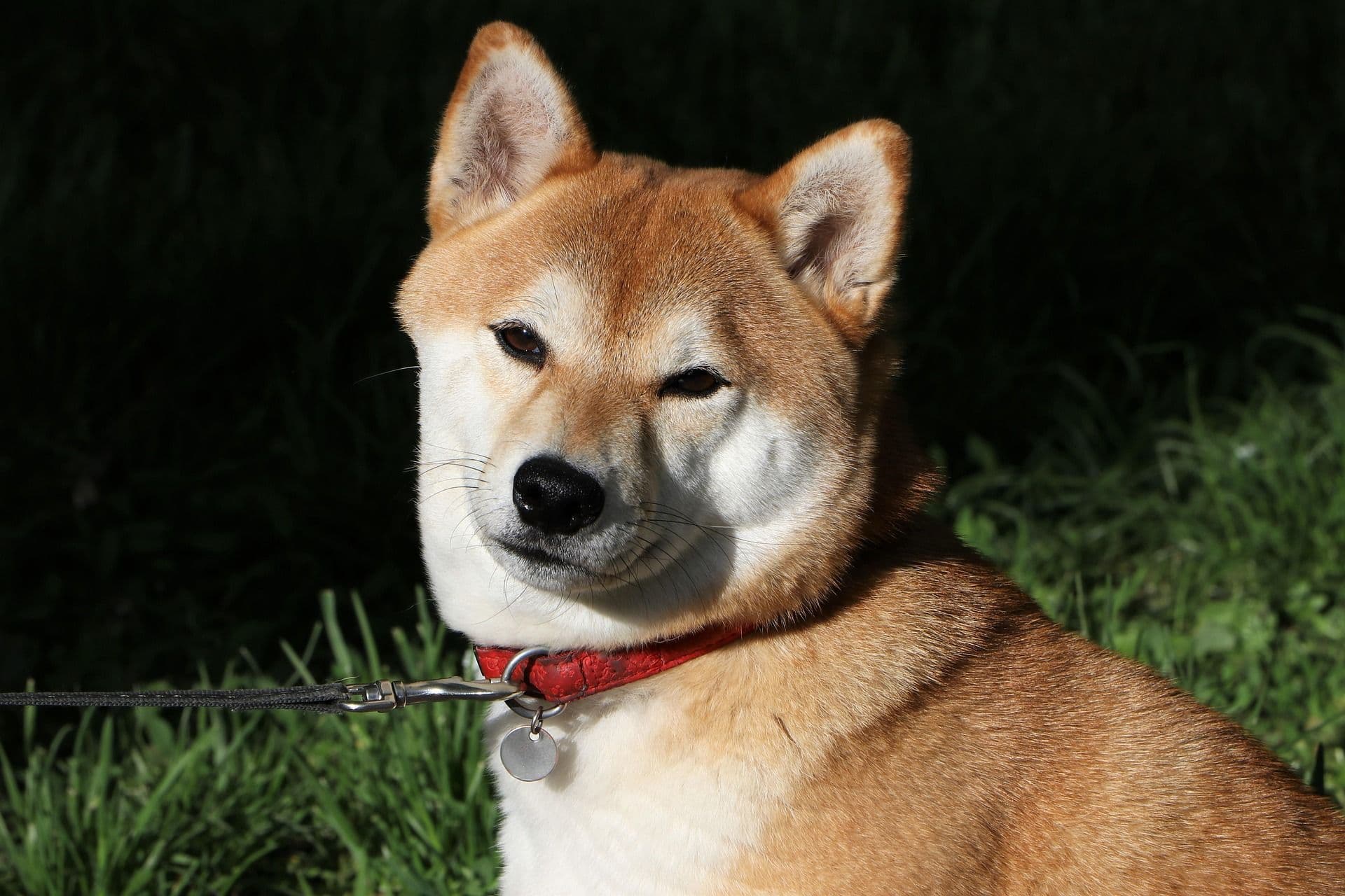 愛犬が吐く原因を追求する