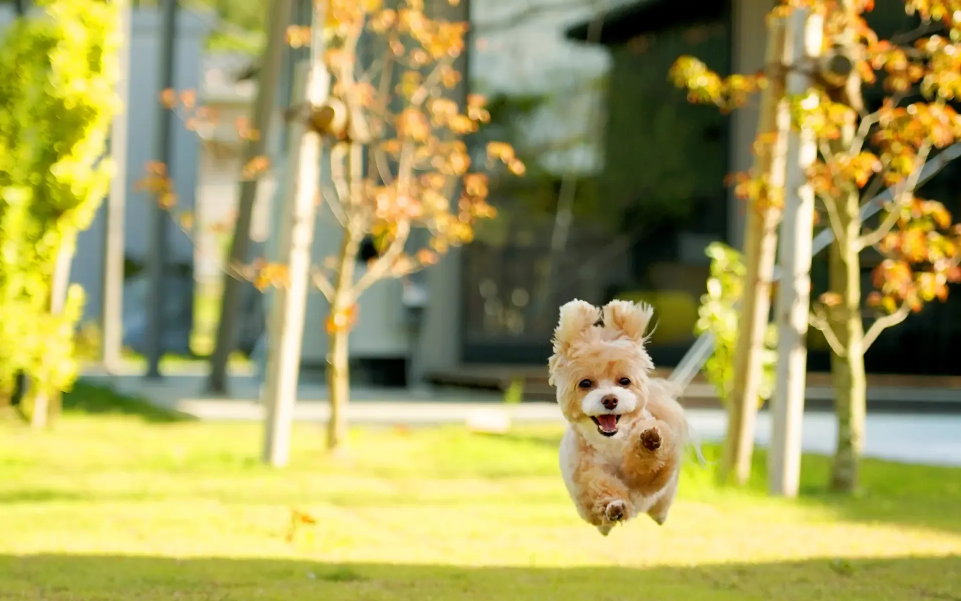 犬が隠れる理由とその対処法|ストレスや病気の兆候を見逃さない