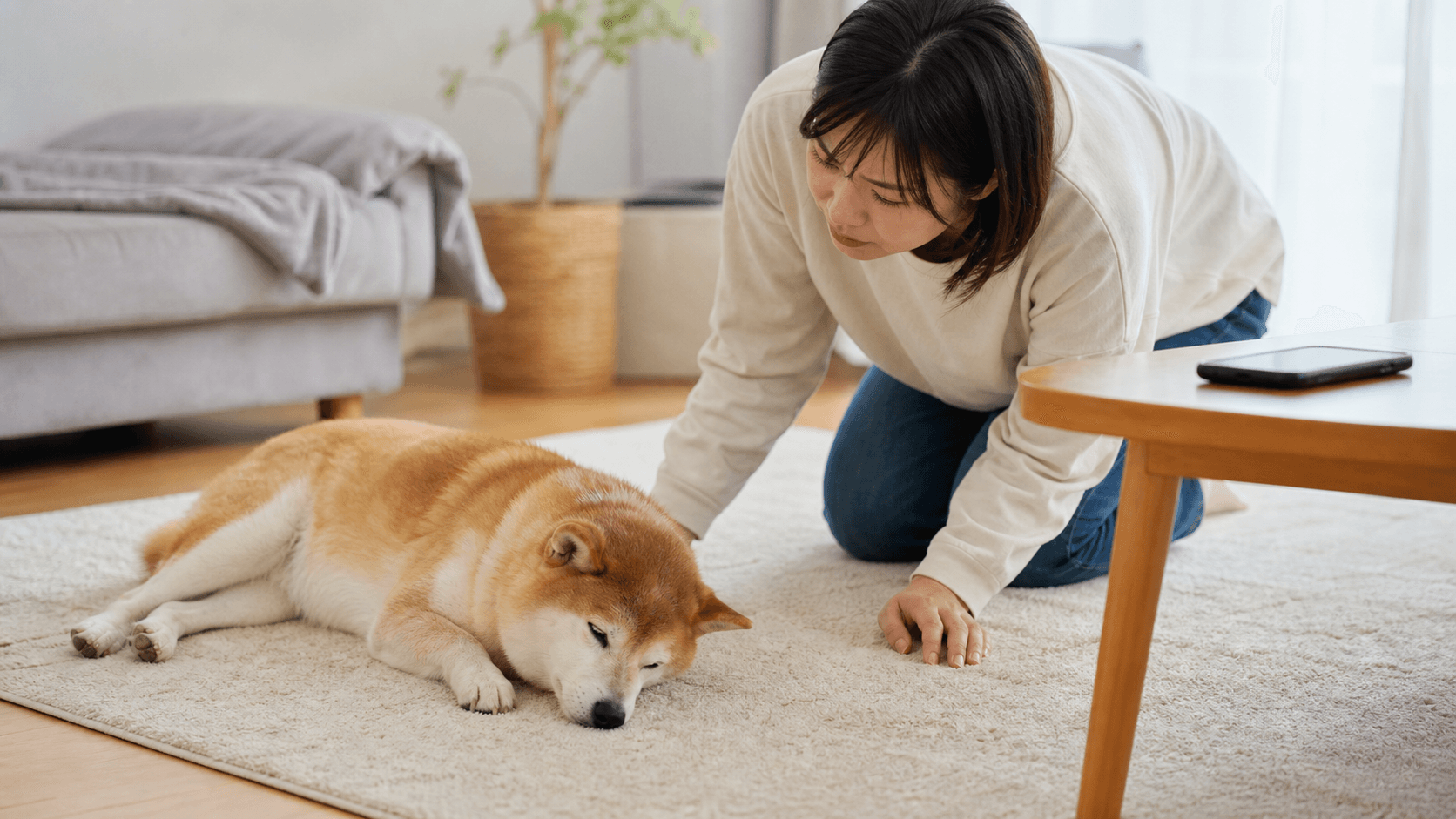 犬をゆすっても起きない時に確認する呼吸・意識・救急相談の目安