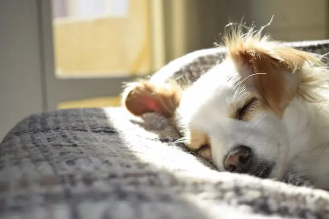 6月に犬が元気がなくなる原因とは?梅雨時の体調チェックポイント