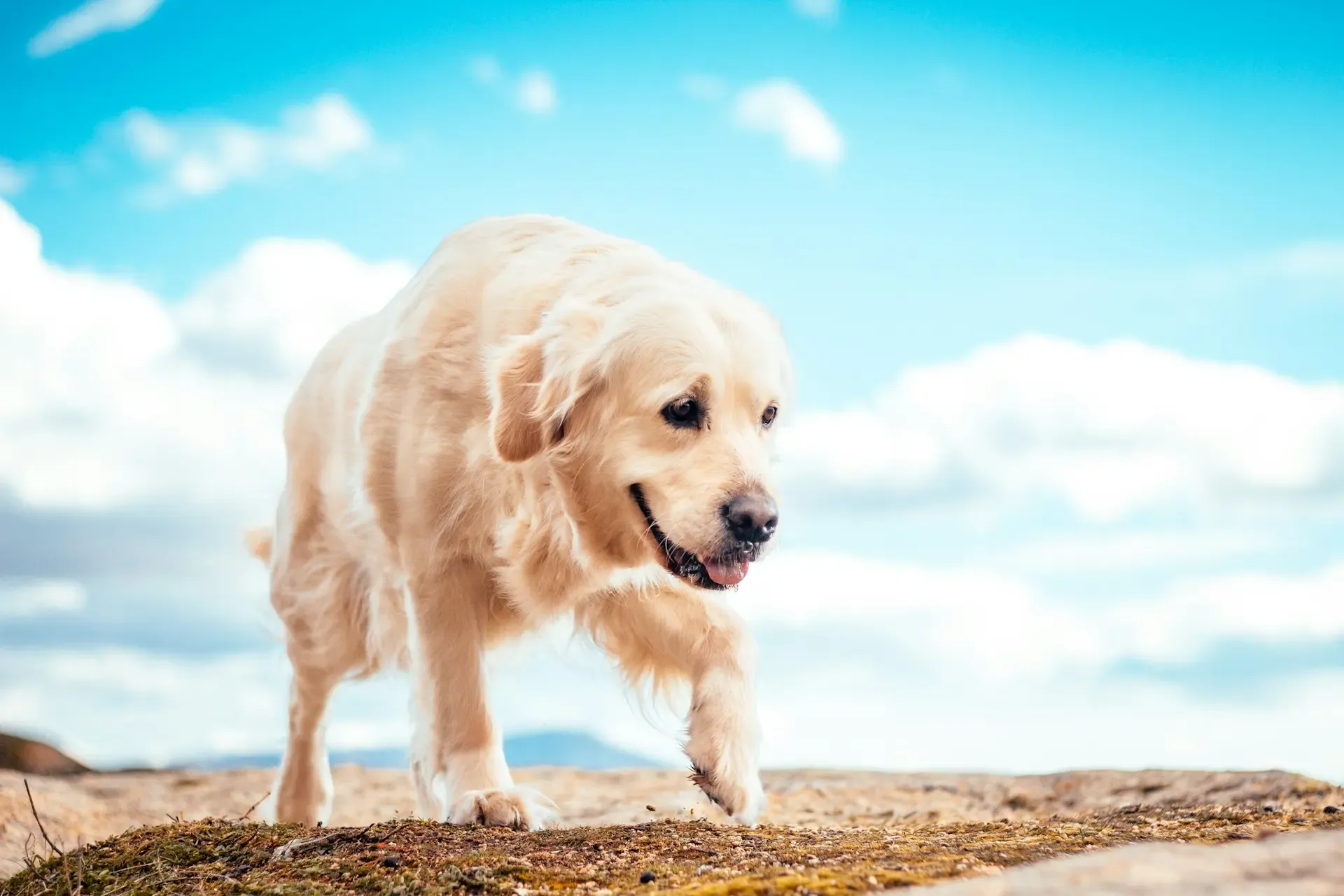 愛犬の結膜炎とは?原因・症状・治療・予防法まで