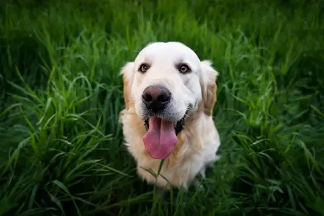 犬が突然吠えなくなった:声帯・ストレス・病気の原因
