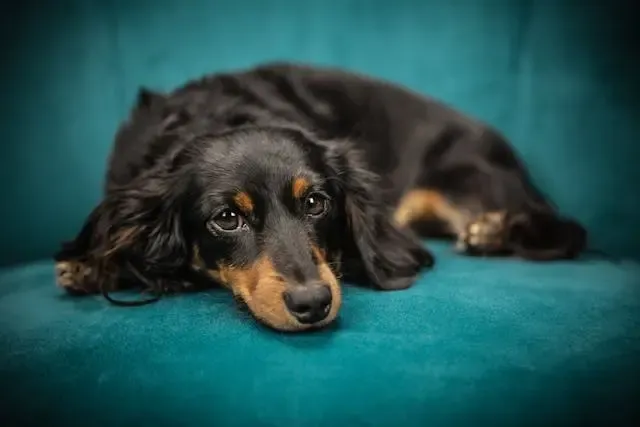 犬が前足を交差させて寝るようになったら何を疑う?