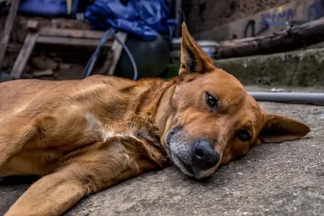 犬がテレビの特定音に反応して暴れる時の対処法