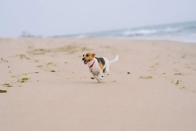 犬の咳が続く:気管虚脱・心臓病・感染症の見分け方