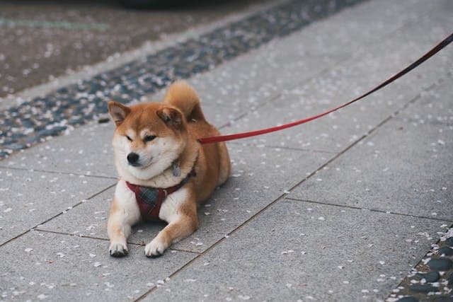 犬が頭を壁に押し付ける:危険な神経症状の可能性と対応