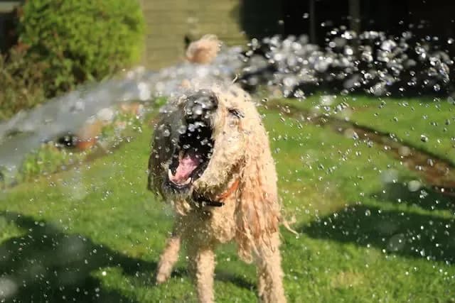 愛犬がボールに無反応になる時の行動変化を分析