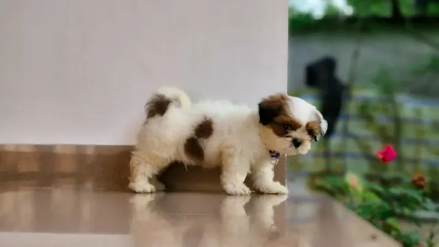 犬が寝ながら足をバタバタさせる:夢・痛み・発作の見分け