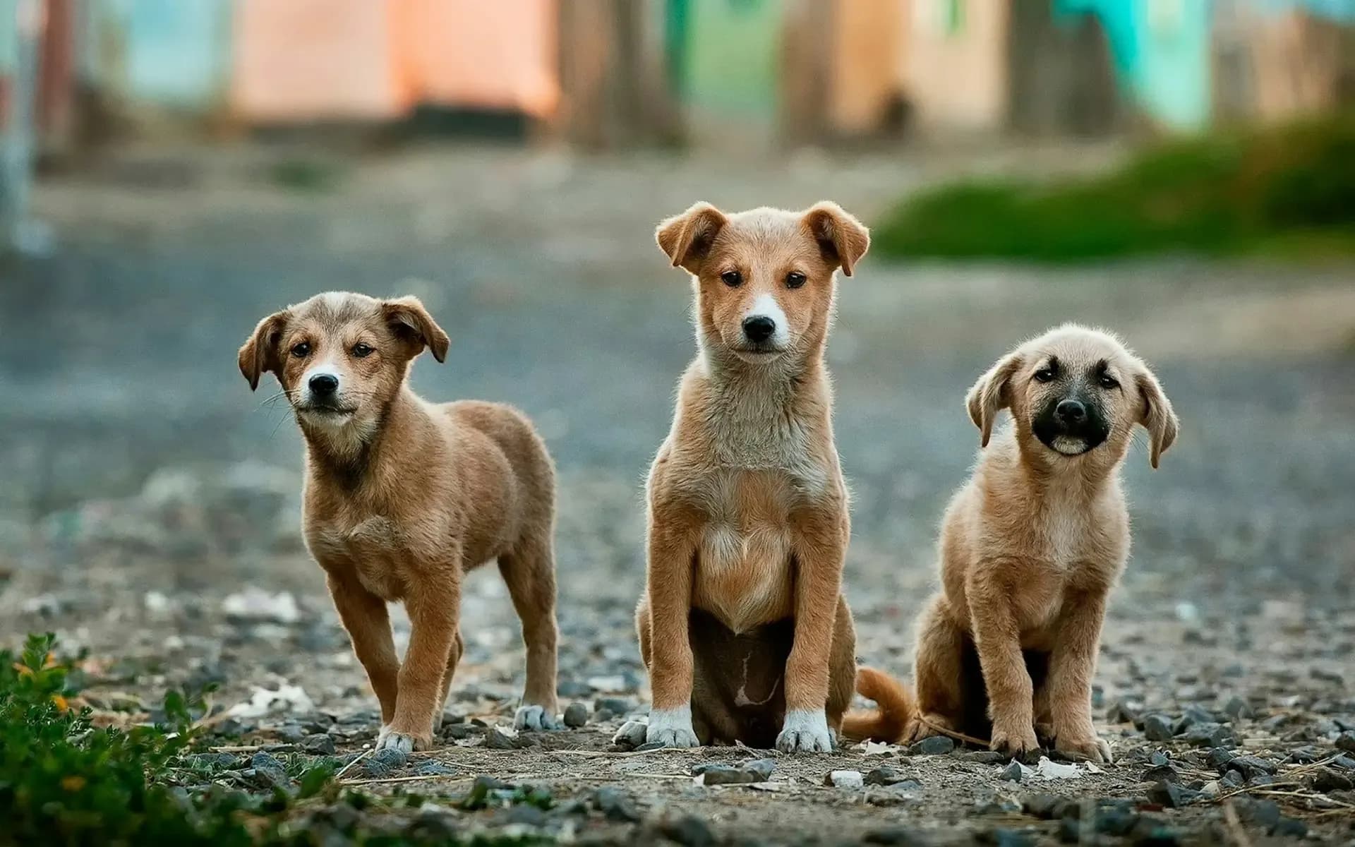 犬が散歩前に落ち着かなくなる原因と整え方
