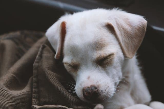 愛犬が息を吸うたびにヒュッと音が鳴るときの気道チェック