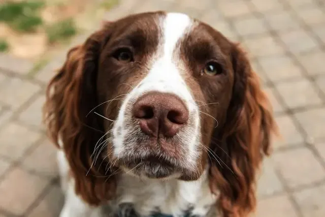 愛犬が自分のフードを隠そうとする行動の背景とは?