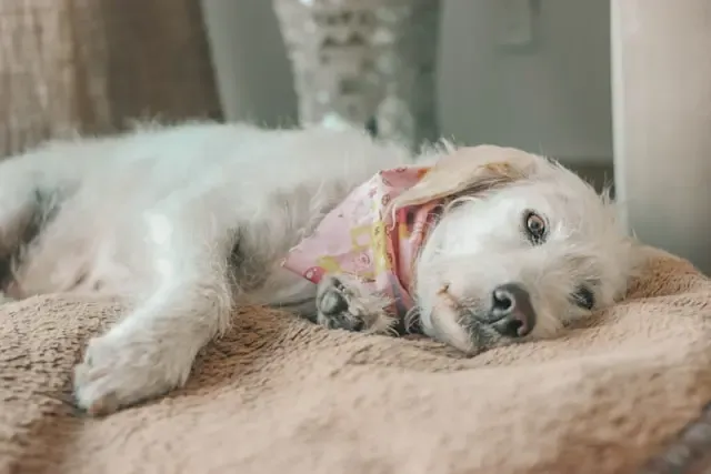 犬のしっぽの先だけ動かないときの原因と注意点