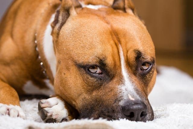 犬が舌を出しながら呼吸する頻度が増えたら見るべき病気