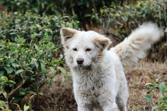 犬にノミがいたら?かゆみ・瓜実条虫の危険と正しい駆除・予防法
