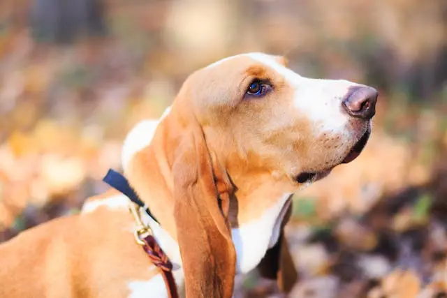 犬が他人の前で急に甘噛みをするようになった時の再しつけ方法