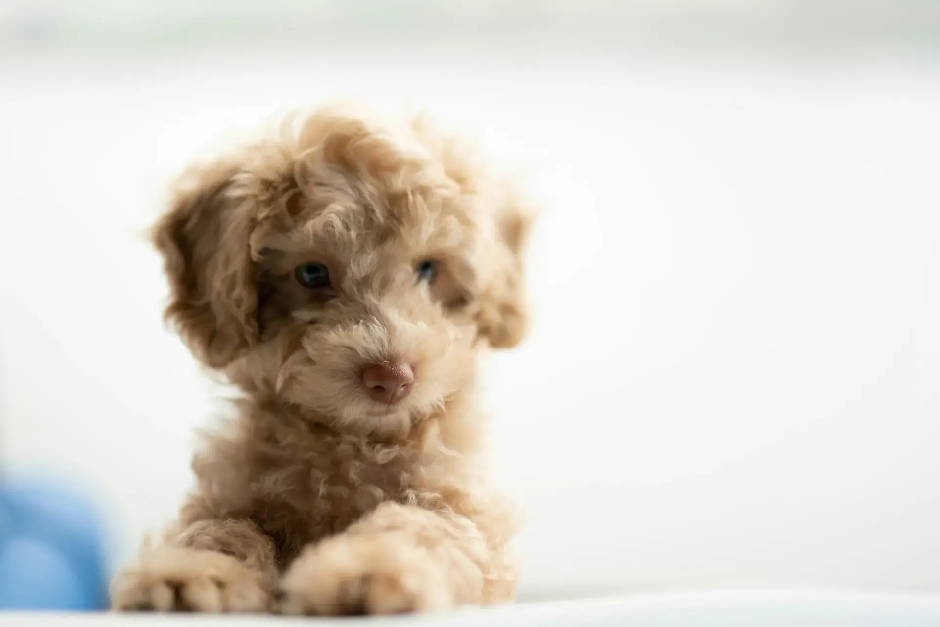 犬の目が左右で大きさが違う?病気の可能性と診断目安 編集