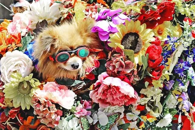 犬が玄関マットにだけ体をこすりつけるときの意味
