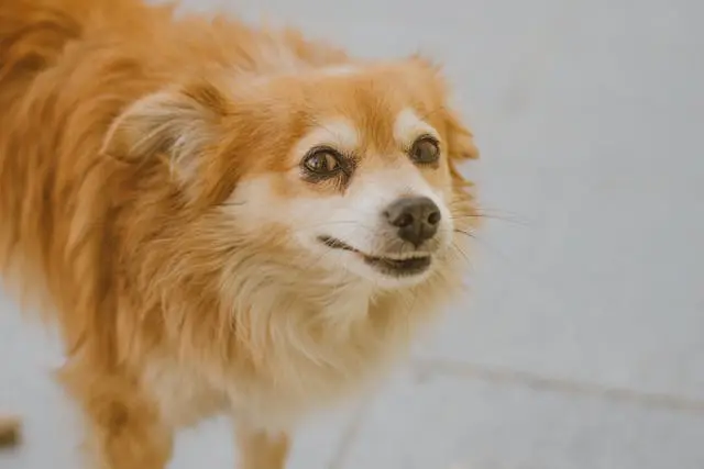犬が耳の根元を噛もうとするような動作を見せたら?神経の過敏反応の可能性