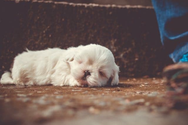 気温差が激しい日に限って犬が嘔吐する場合の自律神経チェック